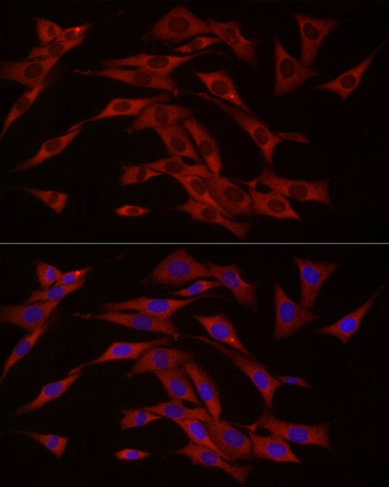 cGAS Antibody - BSA Free