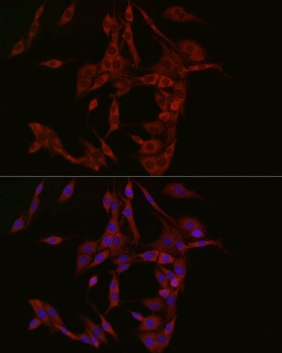 cGAS Antibody - BSA Free
