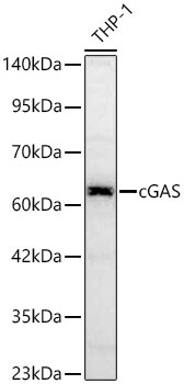 cGAS Antibody - BSA Free