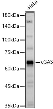 cGAS Antibody - BSA Free