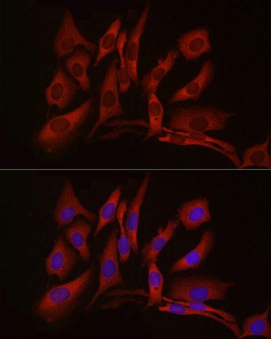 cGAS Antibody - BSA Free