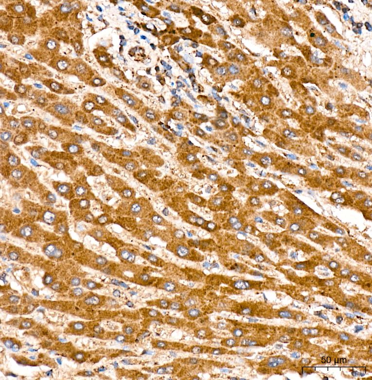 Ndufs4 Antibody (6T10F4)