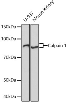 Calpain 1 Antibody (10E6O5)
