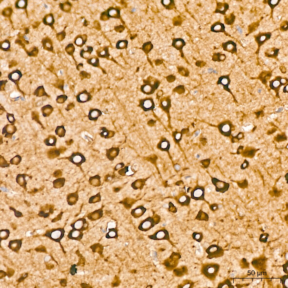 EEF1G Antibody (2E1O7)