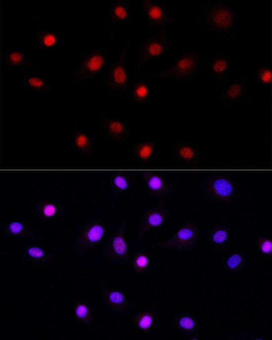 LEO1 Antibody - Azide and BSA Free
