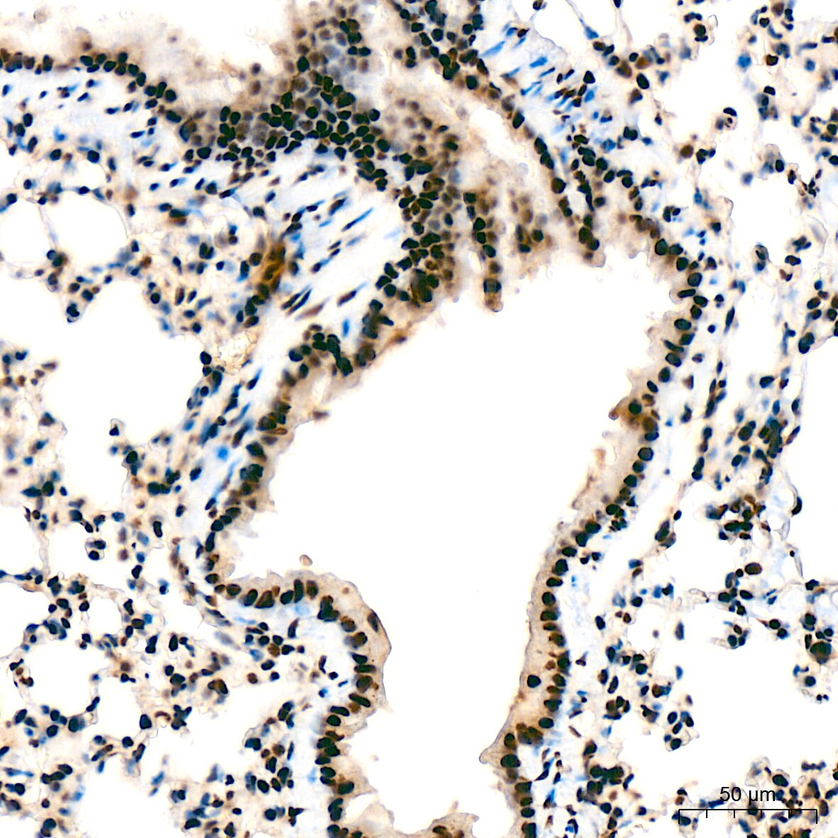 Bub3 Antibody (10G1S6)