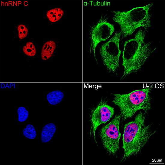 hnRNP C1 + C2 Antibody (7A10N5)