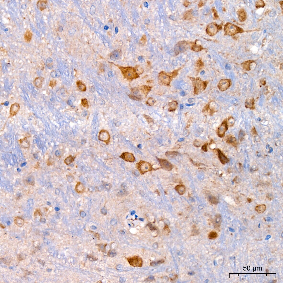 Xanthine Oxidase Antibody (0M8E7)