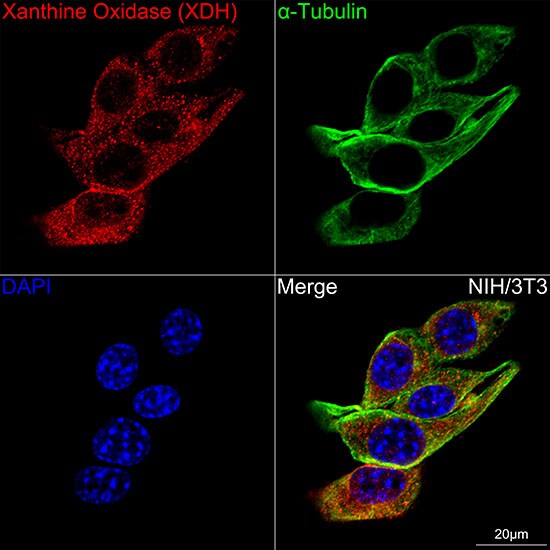 Xanthine Oxidase Antibody (0M8E7)