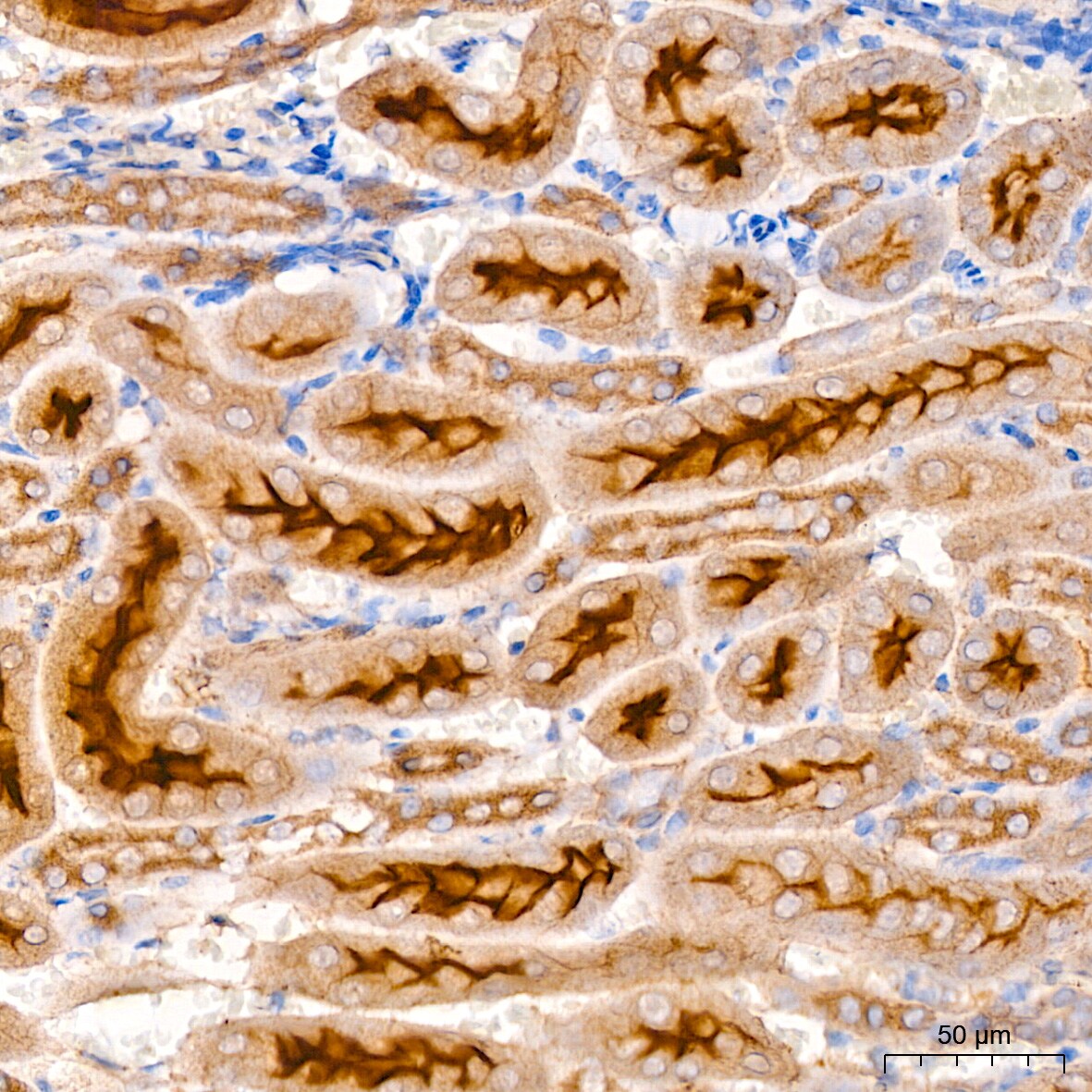 Xanthine Oxidase Antibody (0M8E7)