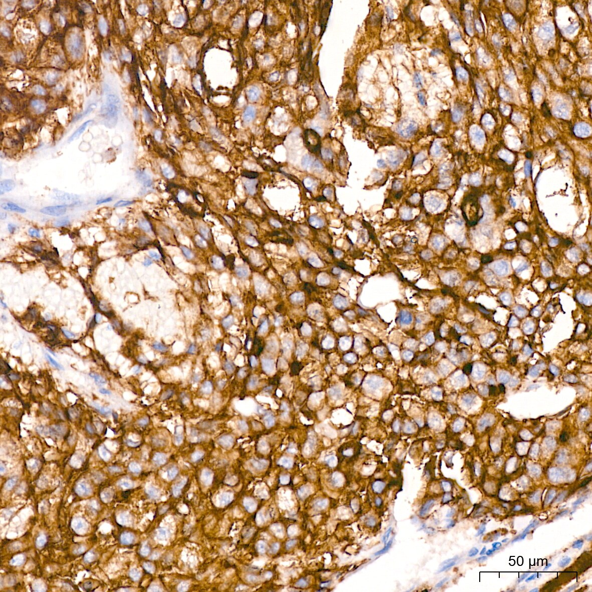 Xanthine Oxidase Antibody (0M8E7)
