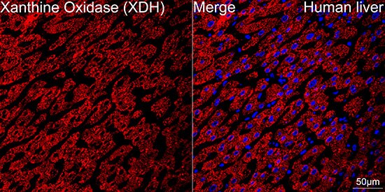 Xanthine Oxidase Antibody (0M8E7)