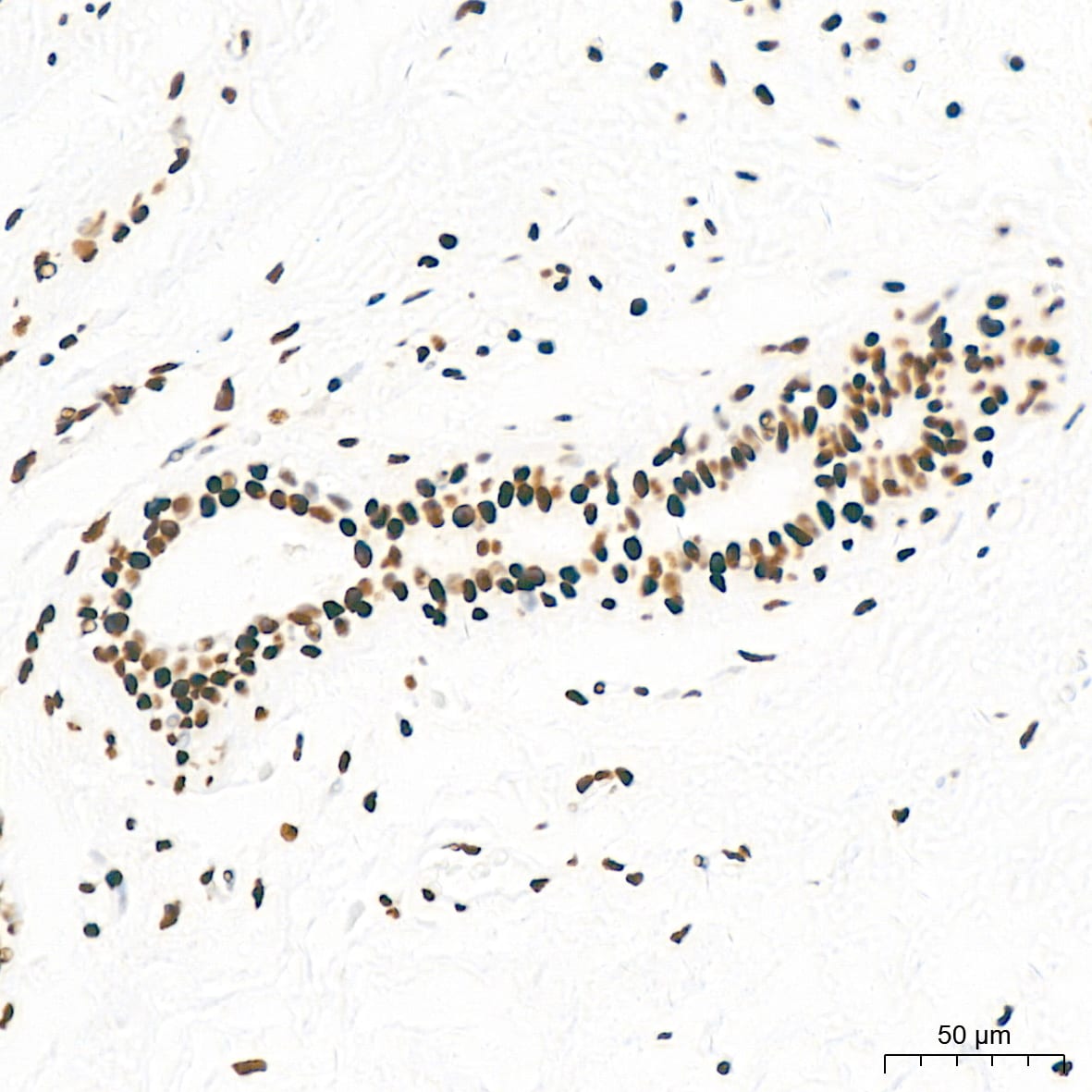 KHSRP Antibody (4V4O1)
