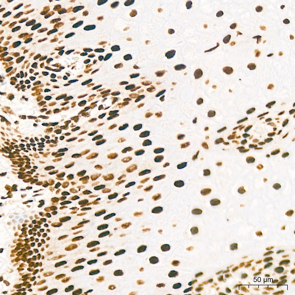KHSRP Antibody (4V4O1)