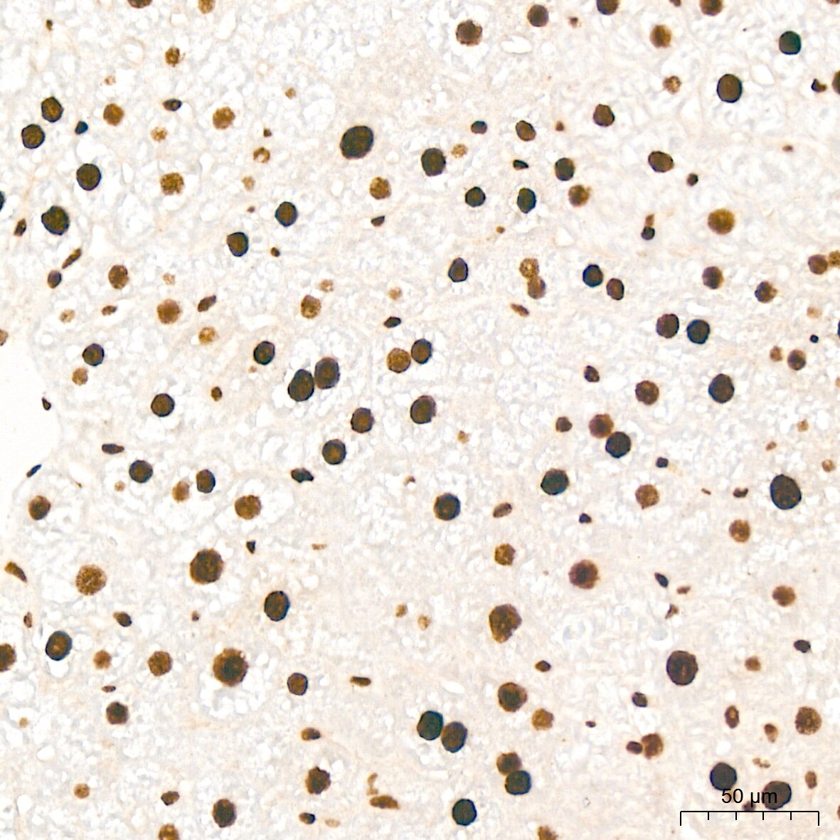 KHSRP Antibody (4V4O1)