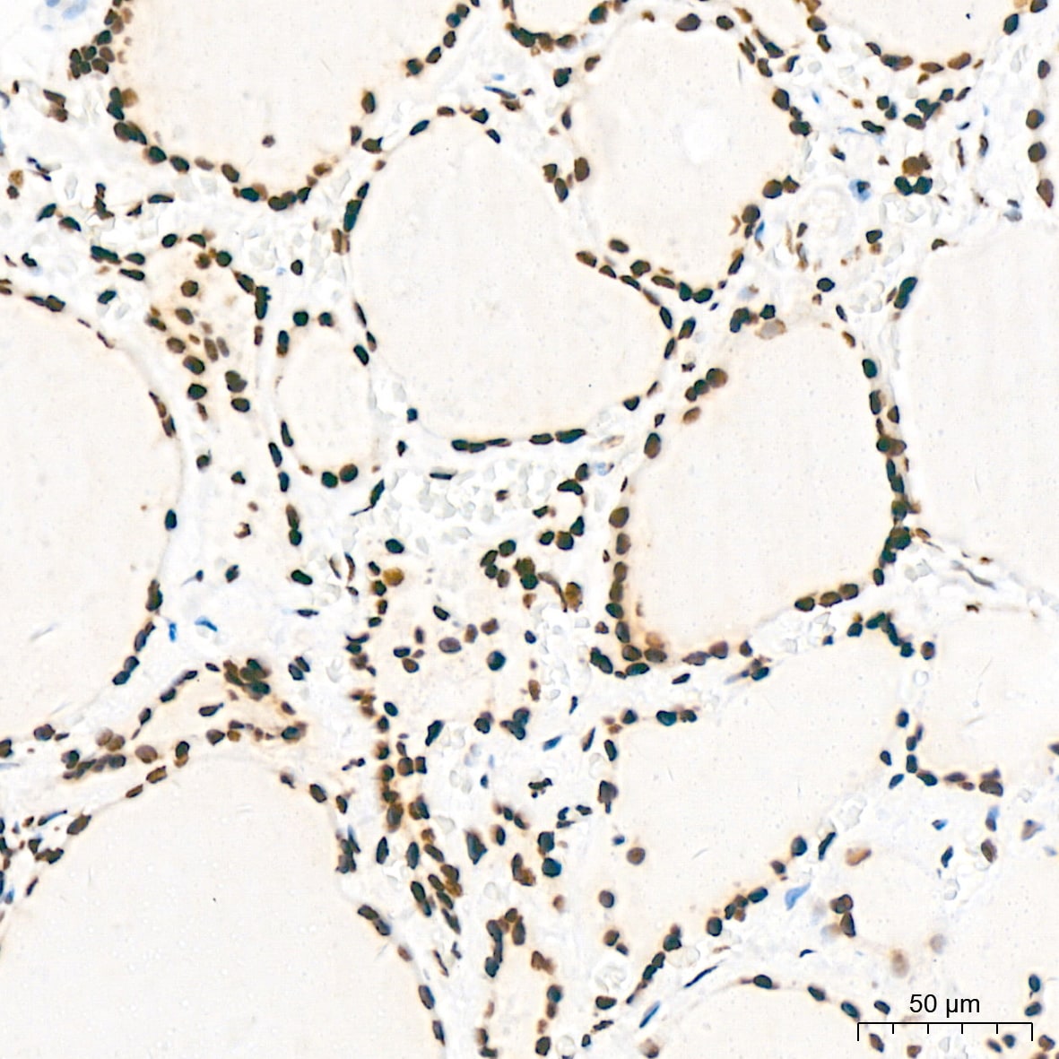 KHSRP Antibody (4V4O1)