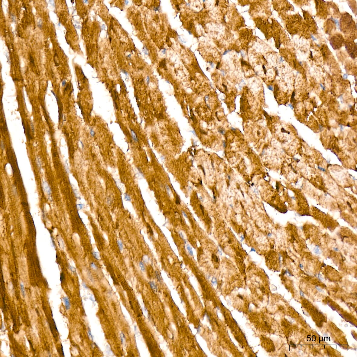 HSP20/HSPB6 Antibody (3J5N1)