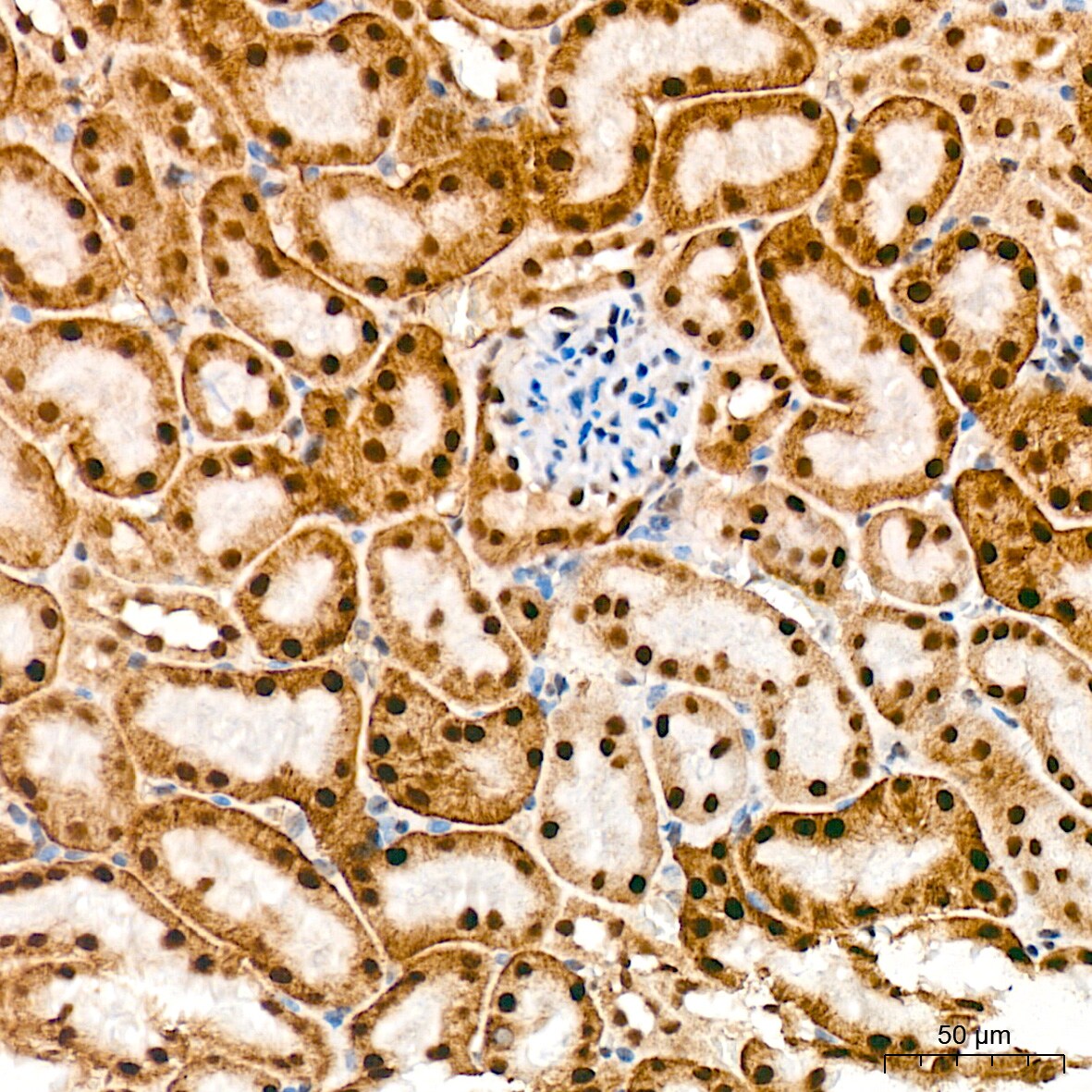 TRBP Antibody (9E6C9)