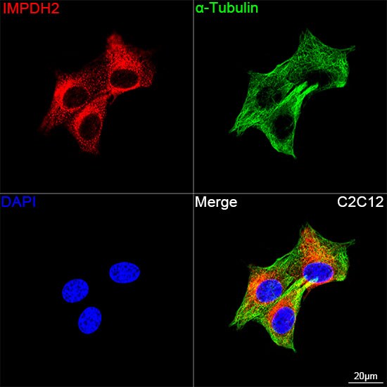 IMP Dehydrogenase 2/IMPDH2 Antibody (4X3S10)