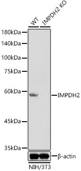 IMP Dehydrogenase 2/IMPDH2 Antibody (4X3S10)