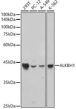 ABH1 Antibody (5K4W5)
