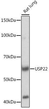 USP22 Antibody (9C7I8)
