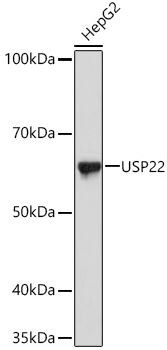 USP22 Antibody (9C7I8)