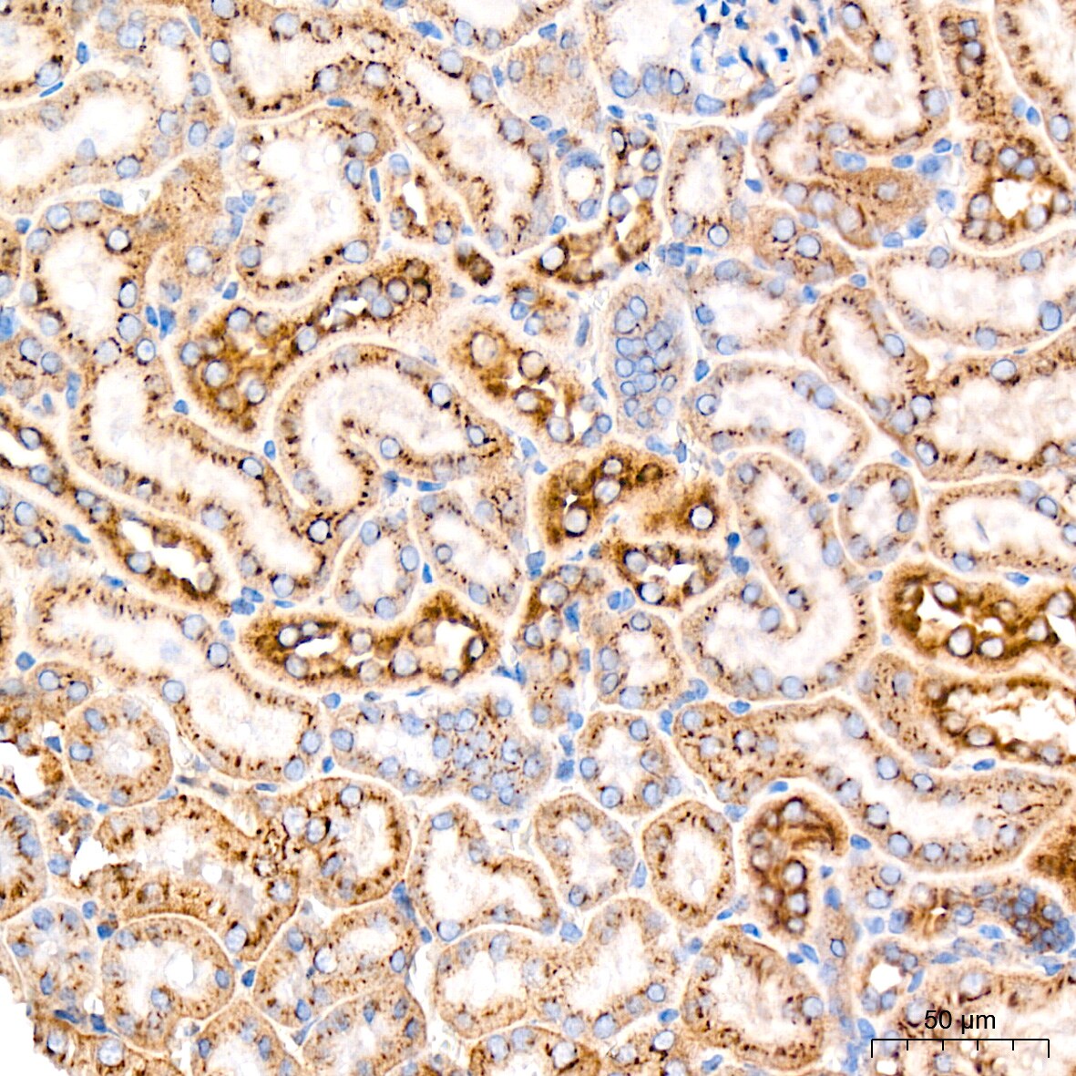 Syntaxin 16 Antibody (5H6D5)