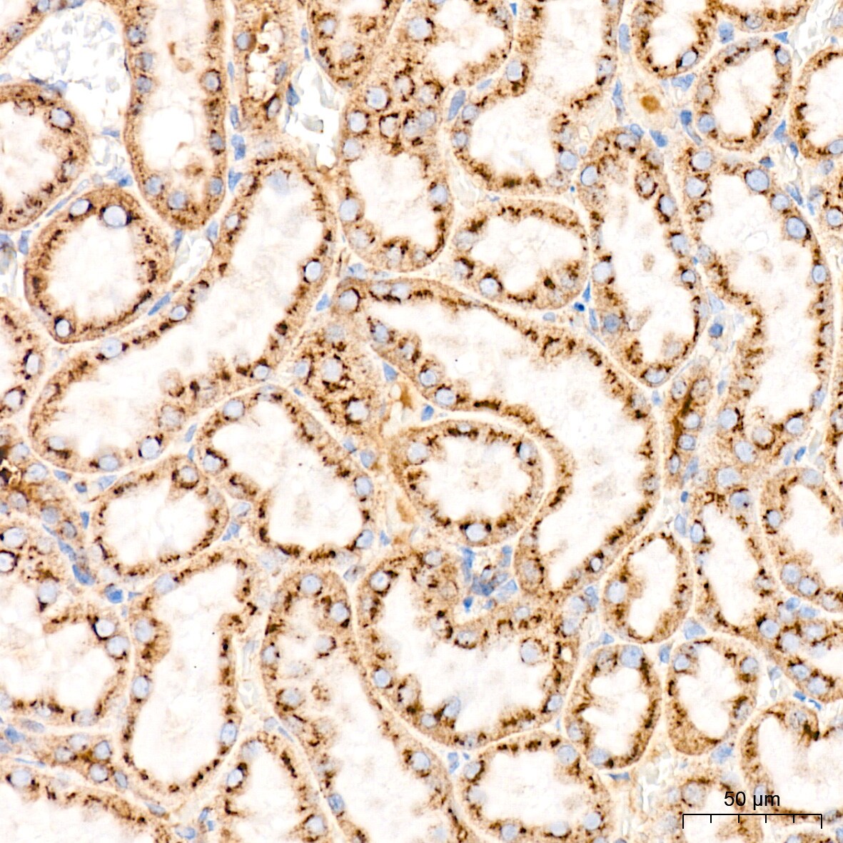 Syntaxin 16 Antibody (5H6D5)