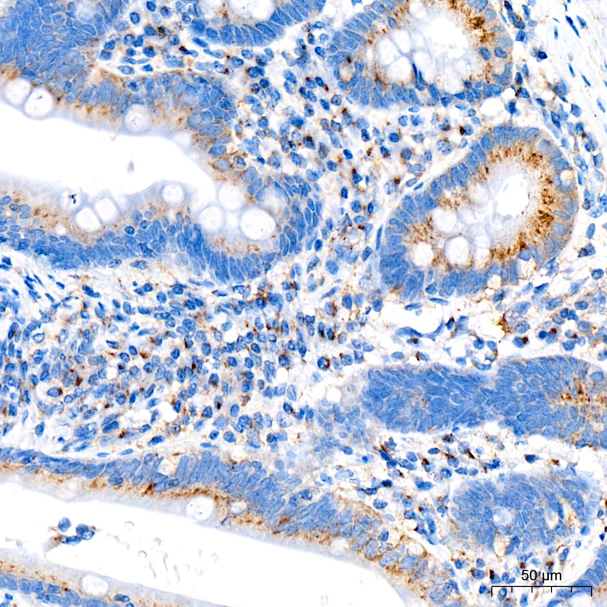Syntaxin 16 Antibody (5H6D5)