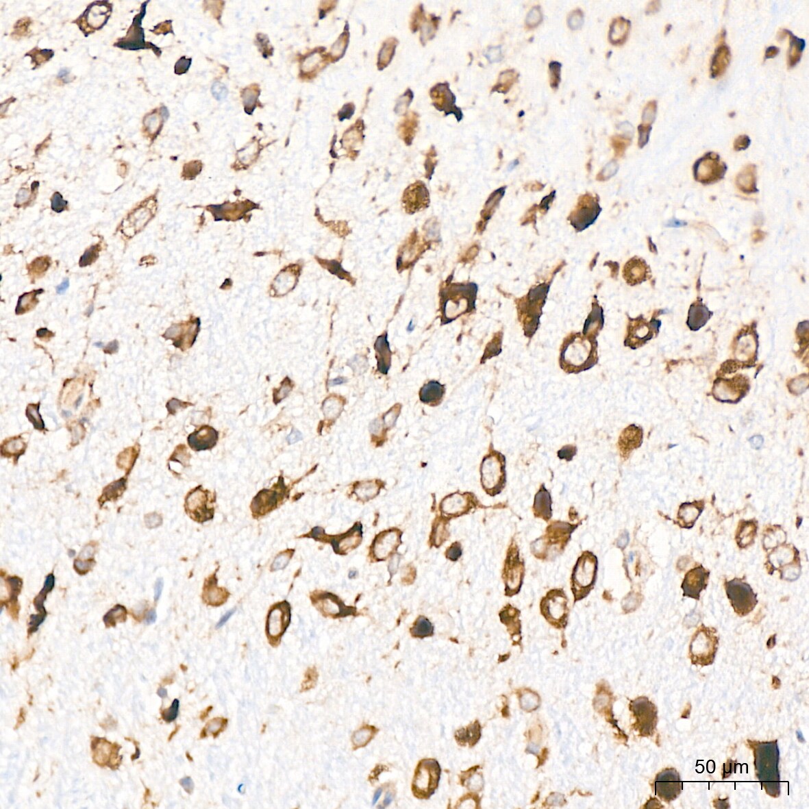 RPS20 Antibody (9H1D4)