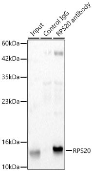 RPS20 Antibody (9H1D4)