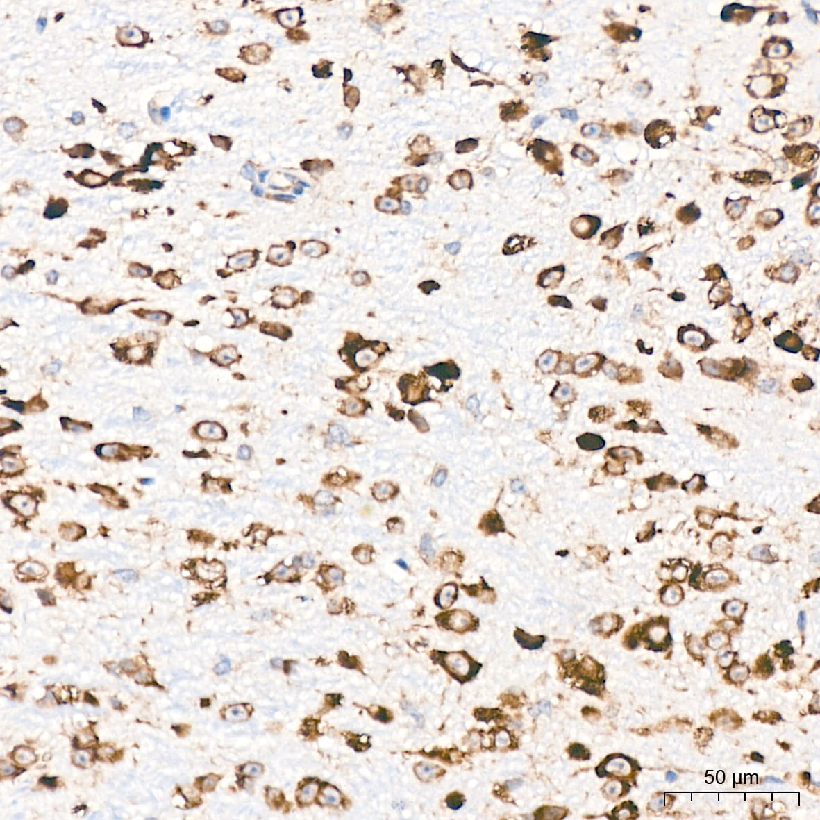 RPS20 Antibody (9H1D4)