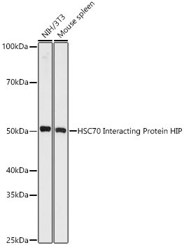 Hsp70 interacting protein HIP Antibody (4A3G8)
