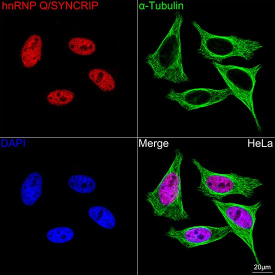 hnRNP-Q Antibody (1R0G5)