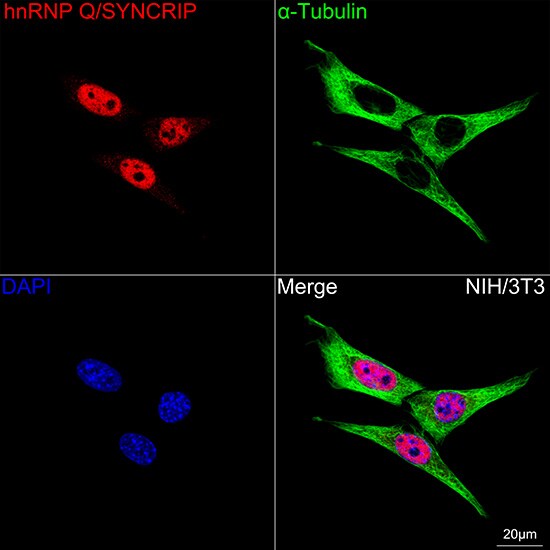 hnRNP-Q Antibody (1R0G5)