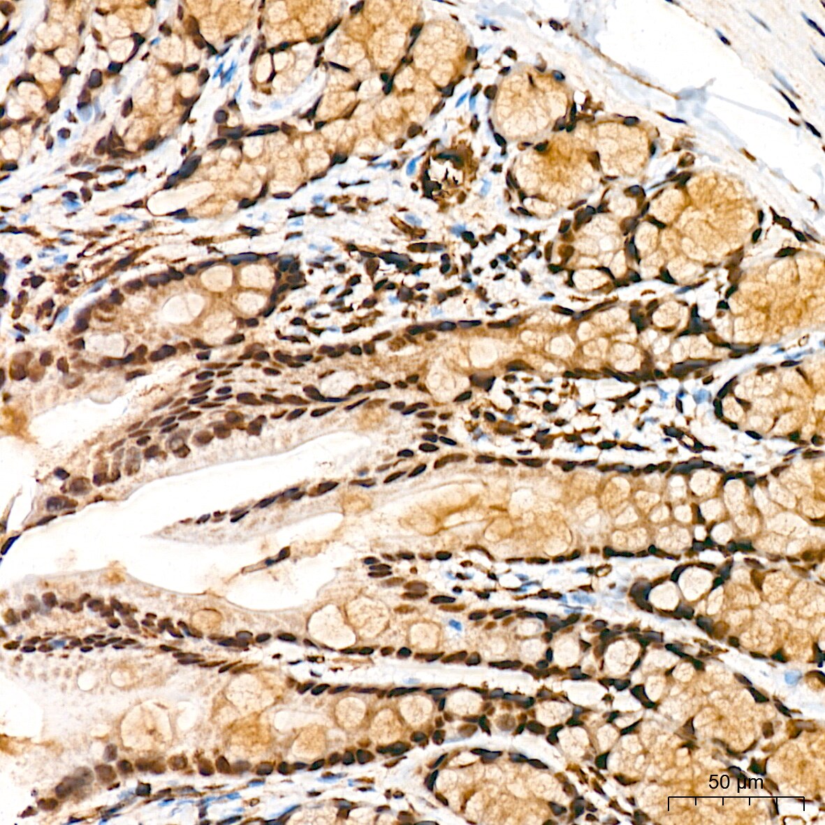 PRP19 Antibody (4M3Z1)