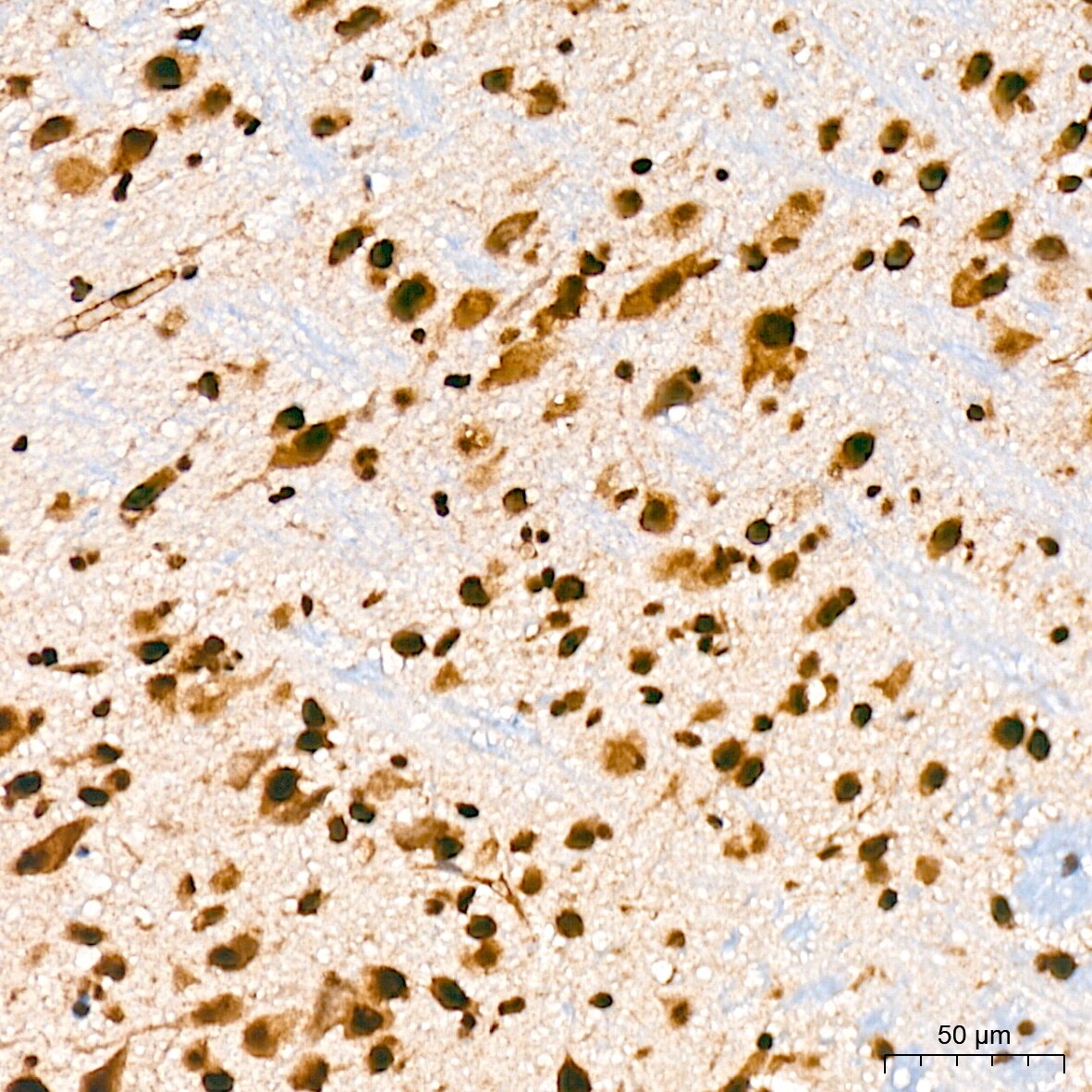 PRP19 Antibody (4M3Z1)