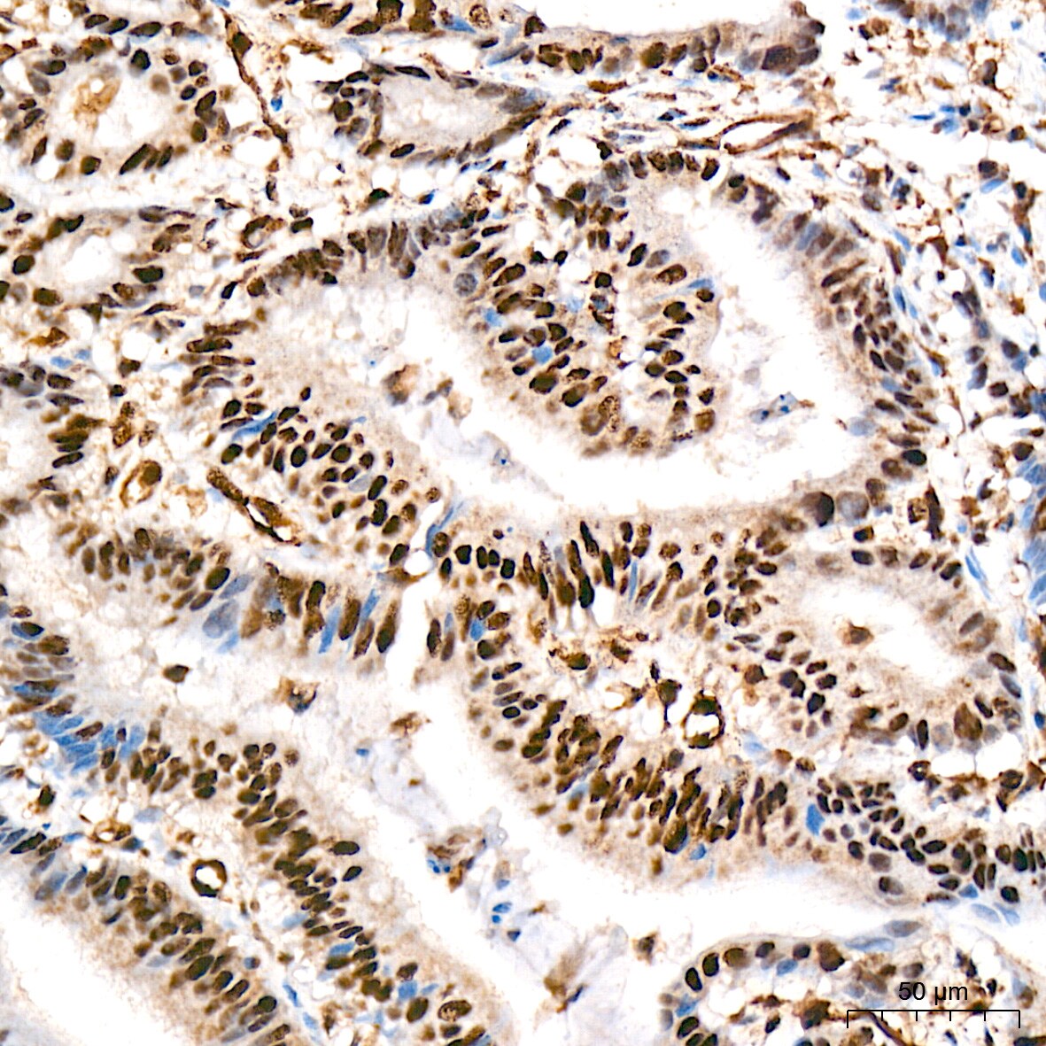 PRP19 Antibody (4M3Z1)