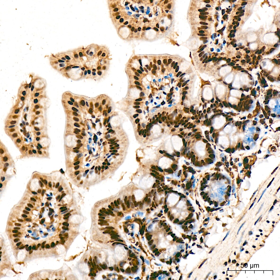 PRP19 Antibody (4M3Z1)