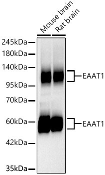 EAAT1/GLAST-1/SLC1A3 Antibody (7Y4U5)