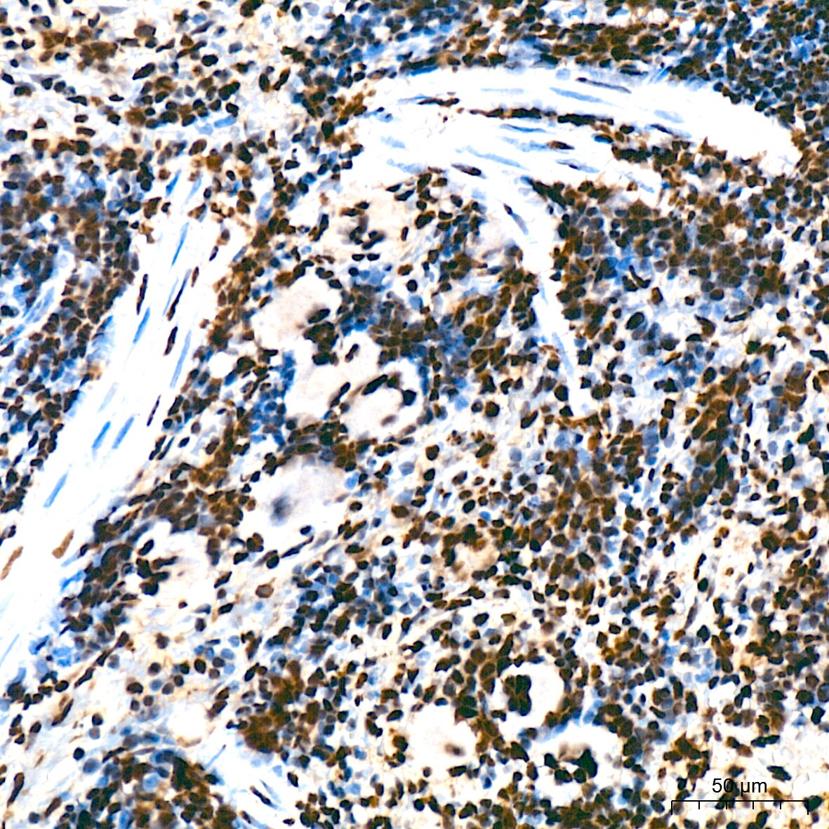 UAP56 Antibody (4A0Q2)