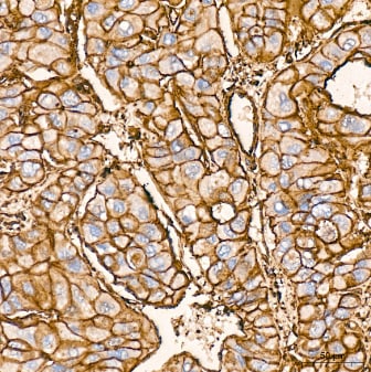 beta-Actin Antibody (4C4)