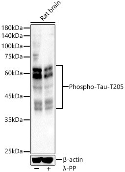 Tau [p Thr205] Antibody - Azide and BSA Free