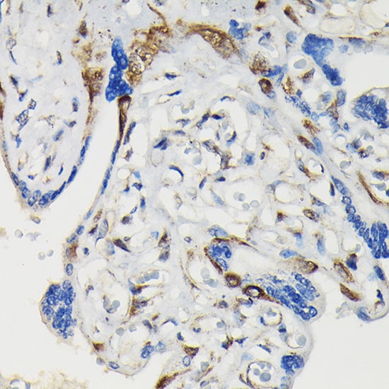 VASP [p Ser239] Antibody - Azide and BSA Free