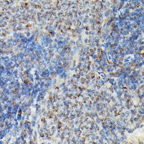 VASP [p Ser239] Antibody - Azide and BSA Free