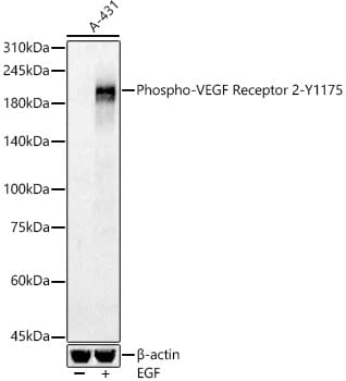 VEGFR2/KDR/Flk-1 [p Tyr1175] Antibody - Azide and BSA Free
