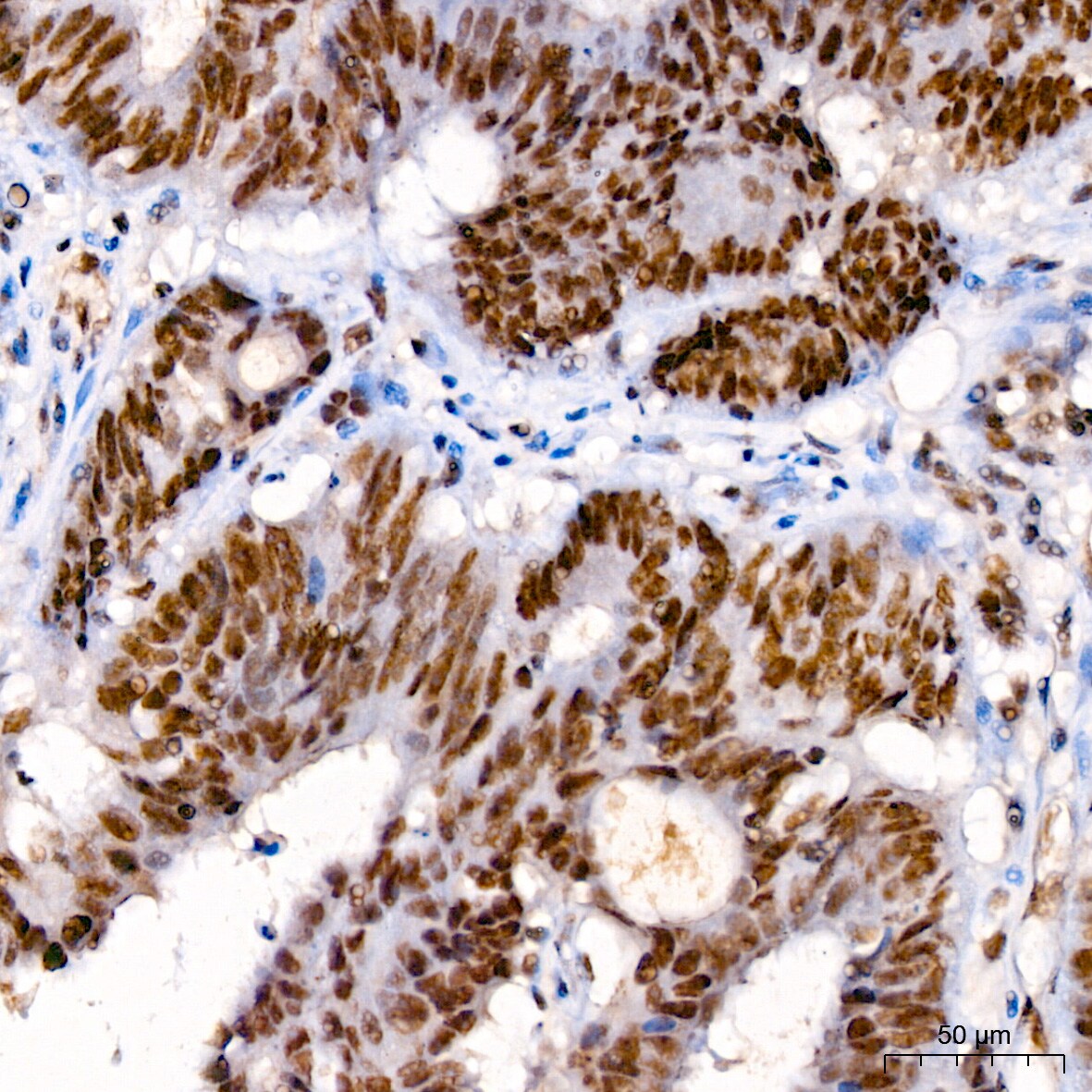 RNA Polymerase II/POLR2A [p Ser7] Antibody - Azide and BSA Free