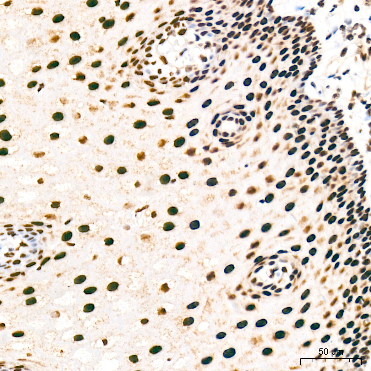 RNA Polymerase II/POLR2A [p Ser5] Antibody (10C7U2)