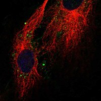 Claudin-11 Antibody - BSA Free Immunocytochemistry/ Immunofluorescence: Claudin-11 Antibody - BSA Free [NBP3-17229]